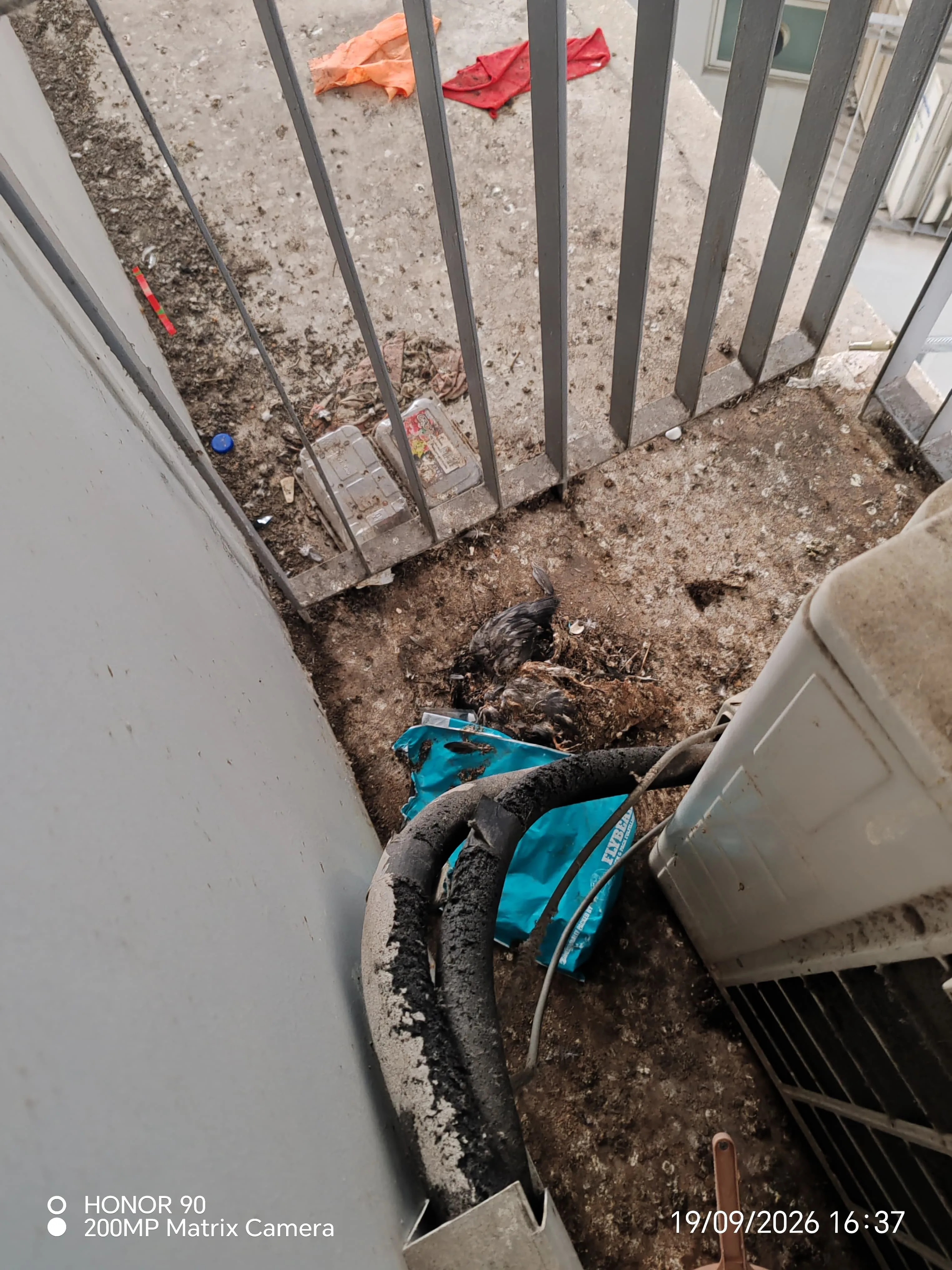 Dead pigeons and debris on unprotected aircon ledge Singapore HDB