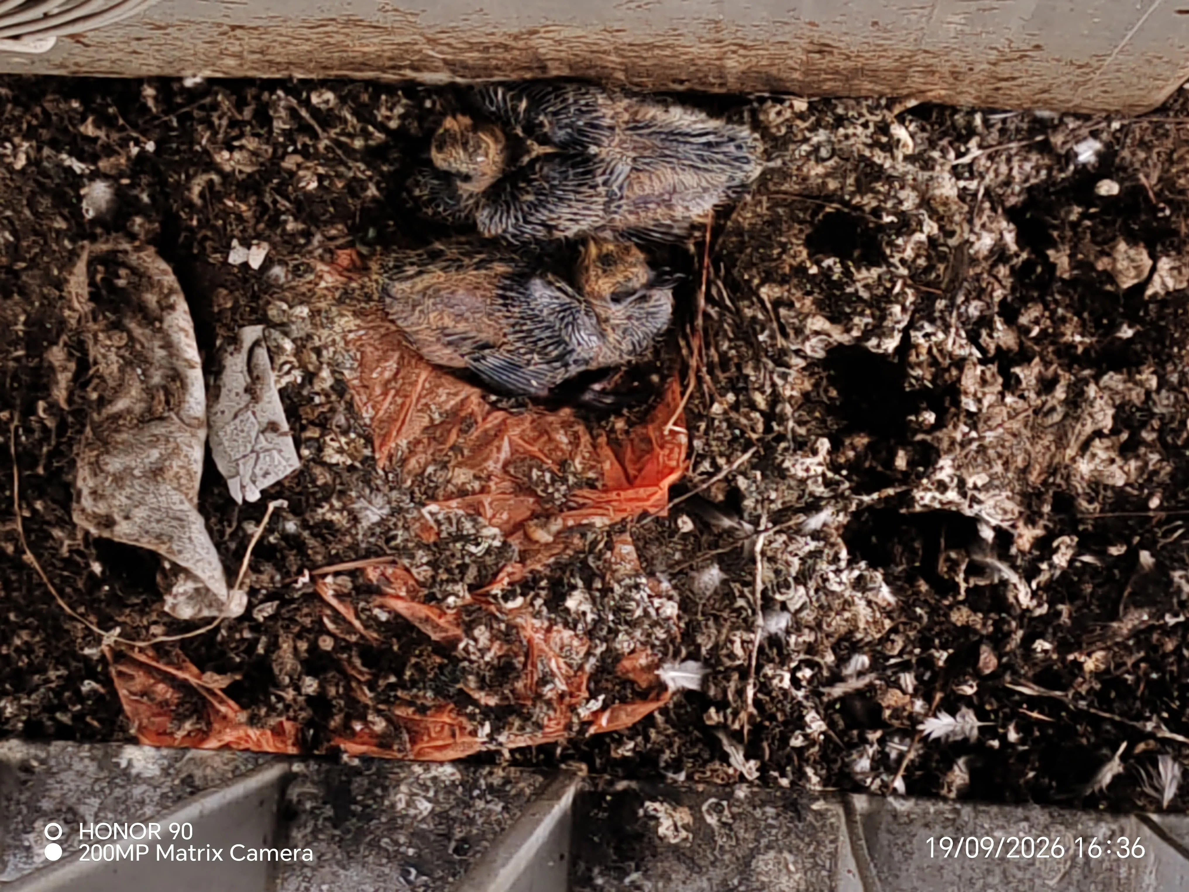 Pigeon chicks nesting in filth on aircon ledge without bird netting Singapore